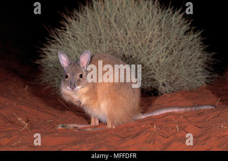 RUFOUS hair-WALLABY Lagorchestes hirsutus minacciate di estinzione. Australia. Foto Stock