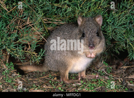 BRUSH-tailed BETTONG Bettongia penicillata specie in via di estinzione, Australia Foto Stock