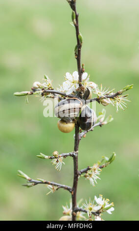 Brown a labbro lumache (Cepaea nemoralis) aestivating su Biancospino Foto Stock