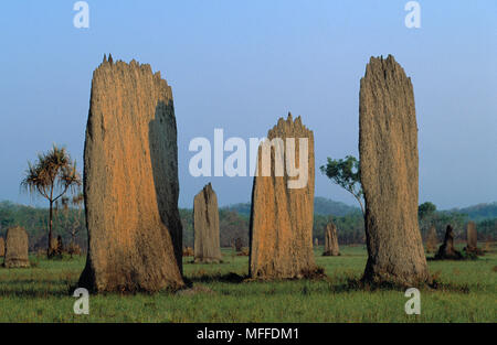 TERMITE MAGNETICO TUMULI Amitermes meridionalis allineato con l'asse lungo da Nord a Sud, Australia Foto Stock