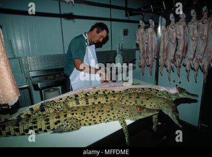 Coccodrilli scuoiamento e pulito di pelle e di carne, Darwin, in Australia. Foto Stock