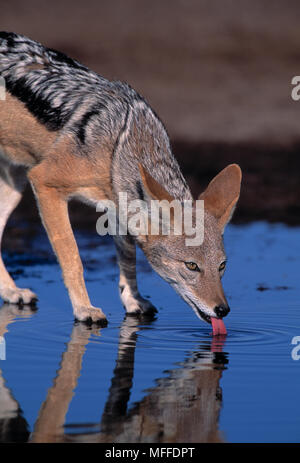 Nero-backed JACKAL Canis mesomelas bevendo al waterhole Foto Stock
