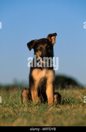 Pastore Tedesco cane o alsaziano cucciolo di otto settimane vecchio seduto sull'erba Foto Stock