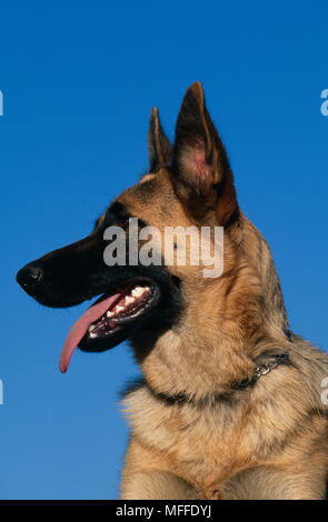 Pastore Tedesco cane o alsaziano ansimando Foto Stock
