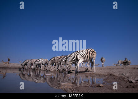 La BURCHELL o pianure ZEBRA Equus burchelli gruppo bevendo al waterhole Foto Stock