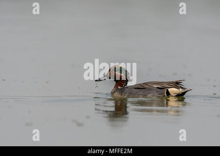 Comune maschio Teal (Anas crecca) o Eurasian Teal. Foto Stock