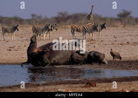 Rinoceronte bianco Ceratotherium simum rotolamento nel fango da waterhole Etosha N.P., Namibia, Africa Foto Stock