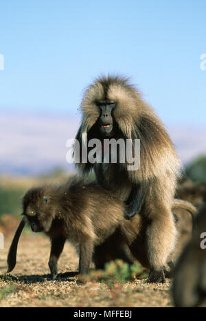 Babbuino GELADA coppia coniugata Papio gelada Simien Mountains NP, Etiopia Foto Stock