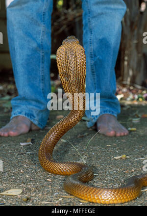 COBRA DEL CAPO in posizione di attacco, Naja nivea umana di fronte Sud Africa Foto Stock