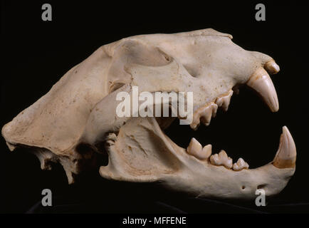 Leone africano cranio Panthera leo che mostra denti carnassial Foto Stock