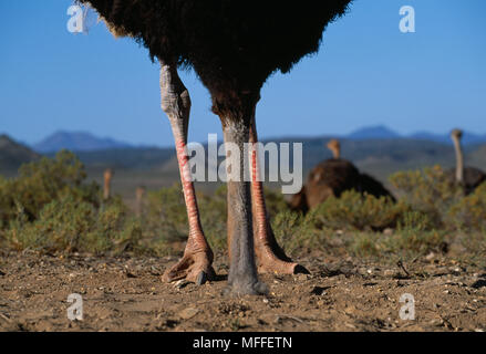 Maschio di struzzo seppellire la testa nella sabbia Struthio camelus Staged foto Foto Stock