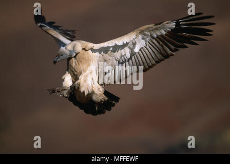 CAPE VULTURE arrivando in terra Gyps coprotheres montagne Drakensberg, Sud Africa Foto Stock