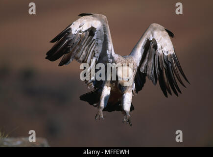 CAPE VULTURE arrivando in terra Gyps coprotheres montagne Drakensberg, Sud Africa Foto Stock