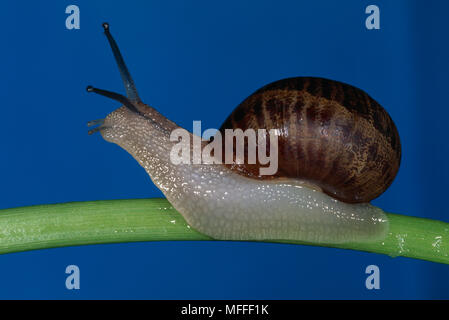 Giardino lumaca Helix Aspersa o Cantareus aspersus introdotto in Sud Africa, dove ora è un parassita, specialmente nei vigneti. Foto Stock
