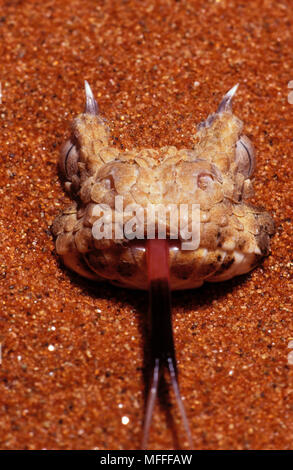 Cornuto sommatore Bitis caudalis nascosto nella sabbia, Sud Africa Foto Stock