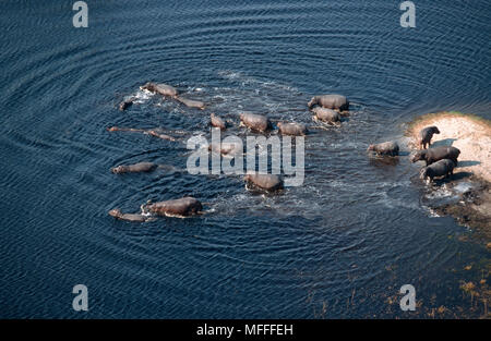 Ippopotamo Hippopotamus amphibius vista aerea di Ippona immettendo acqua, Okavango Delta, Botswana Foto Stock