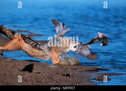 Nero-backed JACKAL Canis mesomelas colombe di caccia a waterhole, Etosha NP, Namibia Foto Stock