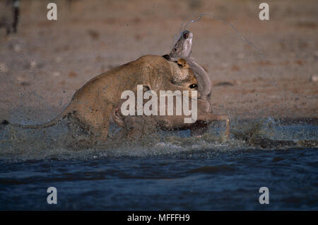 Leone africano portando giù kudu Panthera leo Etosha National Park, Namibia Foto Stock