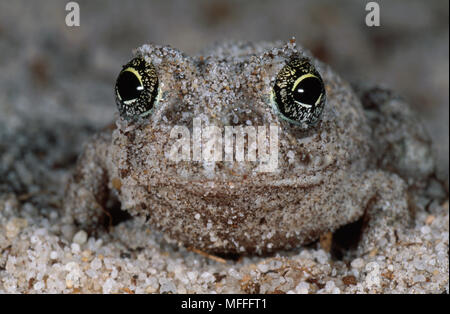 Sabbia del Capo Testa di rana dettaglio Tomopterna delalandii Cape Coast, Sud Africa endemica del Fynbos può burrow & nascondere in sabbia Foto Stock