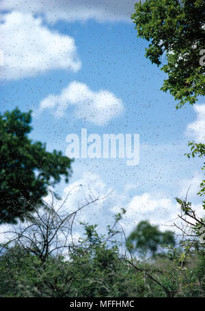 AFRICAN HONEYBEE o KILLER BEE Apis mellifera adansonii sciame in volo il Kalahari, Namibia, SW Africa Foto Stock