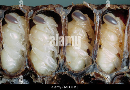 AFRICAN HONEYBEE pupe Apis mellifera adansonii mostrato in cellule in sezione Sud Africa Foto Stock