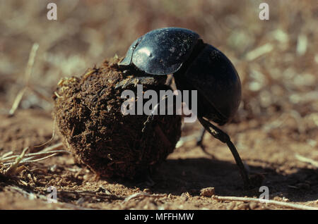 Scarabeo o africano DUNG BEETLE Scarabaeus sp. rolling ball di impala sterco Kruger National Park, Sud Africa Foto Stock