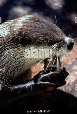 CAPE CLAWLESS OTTER mangiare pesce Aonyx capensis tenuto con zampe Tsitsikama Coastal Natl Park, Sud Western Cape, Sud Africa Foto Stock