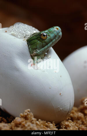 Verde di cova MAMBA Dendroaspis angusticeps potenzialmente letale per l'uomo Foto Stock