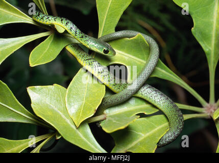 Avvistato BUSH SNAKE Philothamnus semivariegatus ben mimetizzata Foto Stock