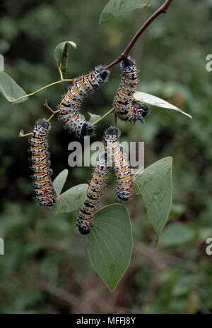 L'IMPERATORE MOTH larva Gonimbrasia belina alimentazione su foglie di albero di mopane Botswana, Africa Foto Stock