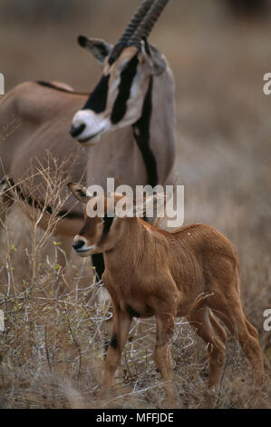 BEISA ORYX con vitello Oryx gazella beisa Samburu Game Reserve, Kenya Foto Stock