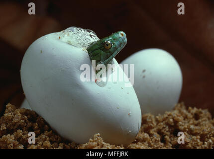 GREEN MAMBA emergenti da uovo Dendroaspis angusticeps Transvaal, Sud Africa Foto Stock