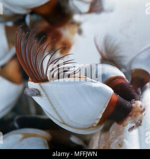 GOOSE BARNACLE Lepas sp. con tentacoli esteso per l'alimentazione Foto Stock