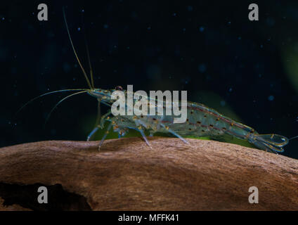 Una macro shot un di amano i gamberi in appoggio su alcuni driftwood. Foto Stock