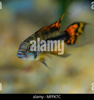Una ripresa macro di un cacatua dwarf cichlid pesce tropicale. Foto Stock