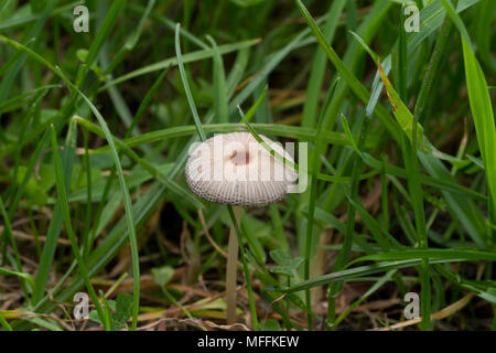 INKCAP pieghettata, Parasola plicatalis/Coprinus plicatalis, Sussex, Regno Unito Foto Stock