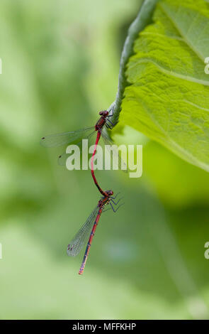 Grandi Rossi di accoppiamento DAMSELFLIES (Pyrrosoma nymphula) Foto Stock