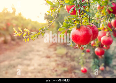 Vicolo di maturi frutti di melograno appeso a rami di alberi in giardino. Concetto di raccolto. La luce del tramonto. morbida messa a fuoco selettiva, spazio per il testo Foto Stock