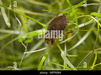 Piattino BUG (Ilyocoris cimicoides) Sussex, Regno Unito Foto Stock