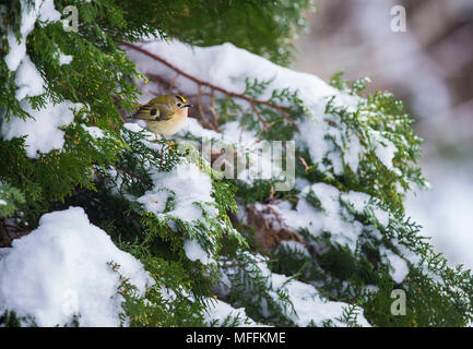 Goldcrest su un nevoso albero di ginepro Foto Stock