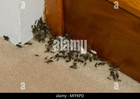 BLACK ANT (Lasius niger) infestation in house, UK Foto Stock