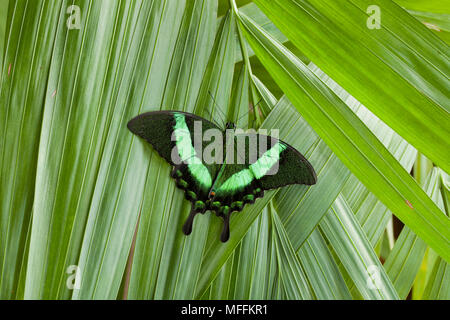 EMERALD farfalla pavone (Papilio palinurus) Asia SE Foto Stock