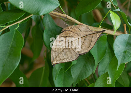 Foglia indiano BUTTERFLY (Kalima paralekta) Foto Stock