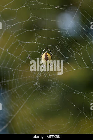 ORB IN MARMO WEAVER (Araneus marmoreus) femmina, Sussex, Regno Unito Foto Stock