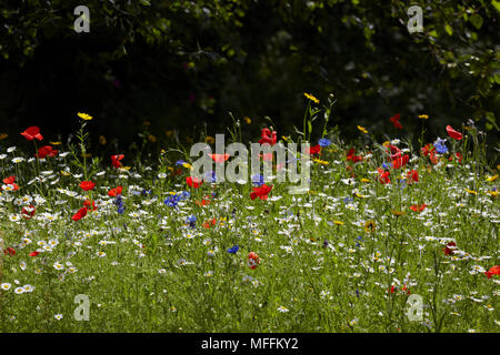 Prati in fiore (inc annuari fiordaliso, corn calendula, mais increspature e papavero, Sussex, Regno Unito Foto Stock