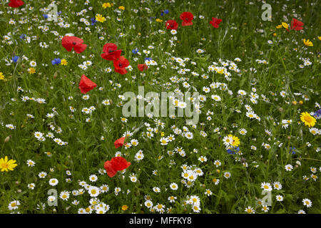 Prati in fiore (inc annuari fiordaliso, corn calendula, mais increspature e papavero, Sussex, Regno Unito Foto Stock