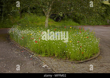 Prati in fiore (inc annuari fiordaliso, corn calendula, mais increspature e papavero, Sussex, Regno Unito. Sequenza 2/2 Foto Stock