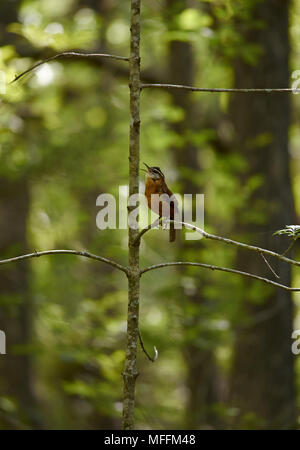 CAROLINA WREN (Thryothorus ludovicianus) nella canzone completa (la canzone più ascoltata su 'maestri' campo da golf, Augusta)! Florida Foto Stock