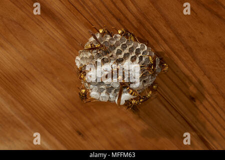 Carta vespe Polistes (sp) a nido su casa, Florida, Stati Uniti d'America Foto Stock