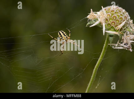 ORB WEAVER SPIDER (Aculepeira ceropegia) di Corfù (ASSENTE DAL REGNO UNITO) Foto Stock